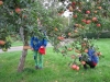 apples-picking-on-the-ground_15873279680_o
