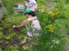 permaculture-weeding_14991152808_o