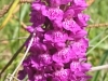 marsh-orchid-750_19242823585_o