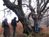 old-birch-tree_15872857878_o