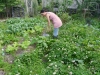 permaculture-weeding_14991165858_o