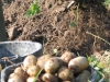 potato-harvest_16059782202_o