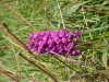 purple-marsh-orchid_19236041472_o