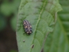 ladybird-larva