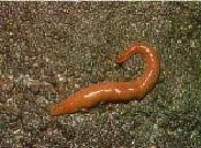 Australian flatworm