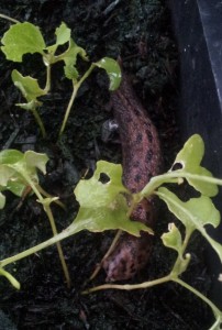 leopardslug in tray