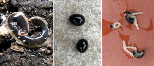 New Zealand flatworm life cycle