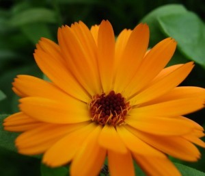 Pot Marigold is a great example of multi use plants. It attracts hoverflies that predate on green fly, are edible, have a positive allellopathic effect on plants growing around it and has medicinal properties.