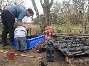 Planting Strawberry plants