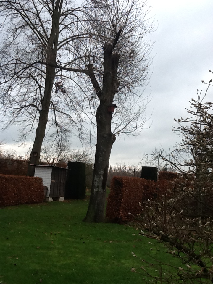 Oak tree from Ludwig's childhood garden